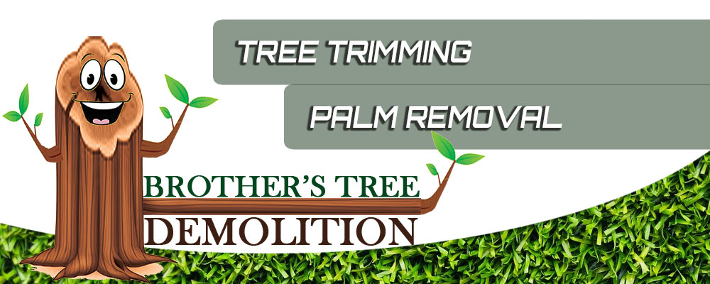 Brothers Tree Demolition in Perris Drainage system