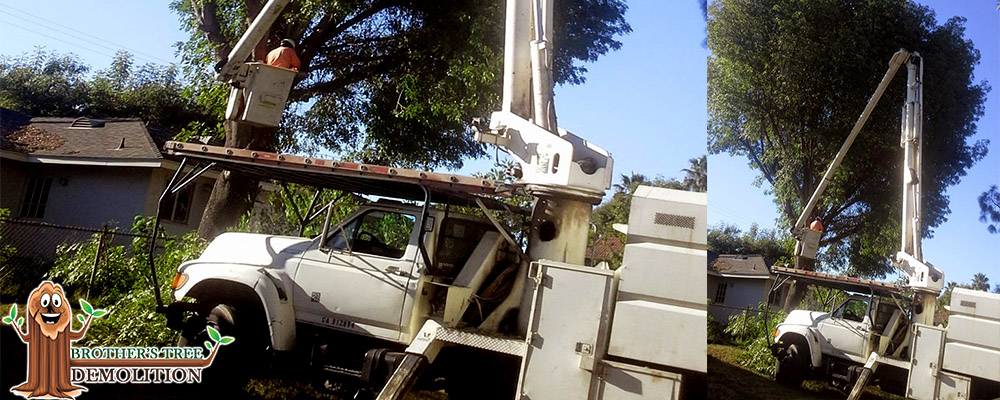 Fontana Commercial Property Landscape Maintenance