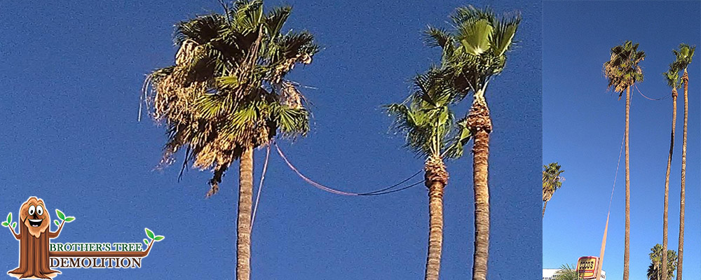 Fontana Commercial Property Landscape Maintenance