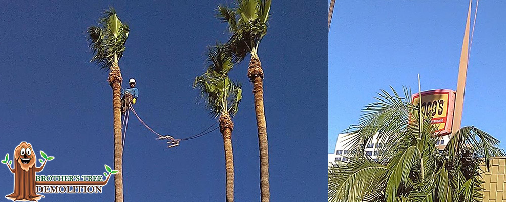 Fontana Commercial Property Landscape Maintenance