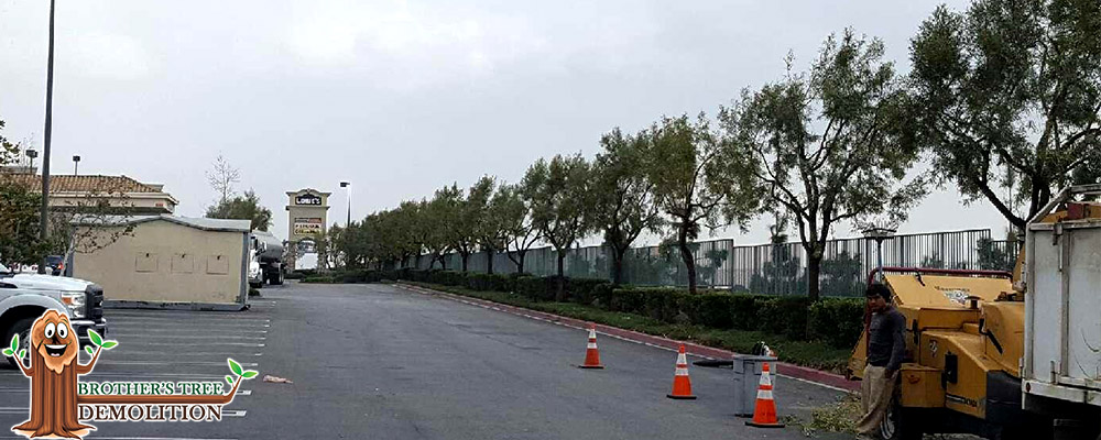 Fontana Commercial Property Landscape Maintenance