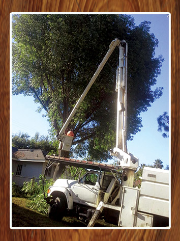 Tree Trimming Perris