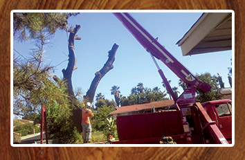 Tree Trimming Perris